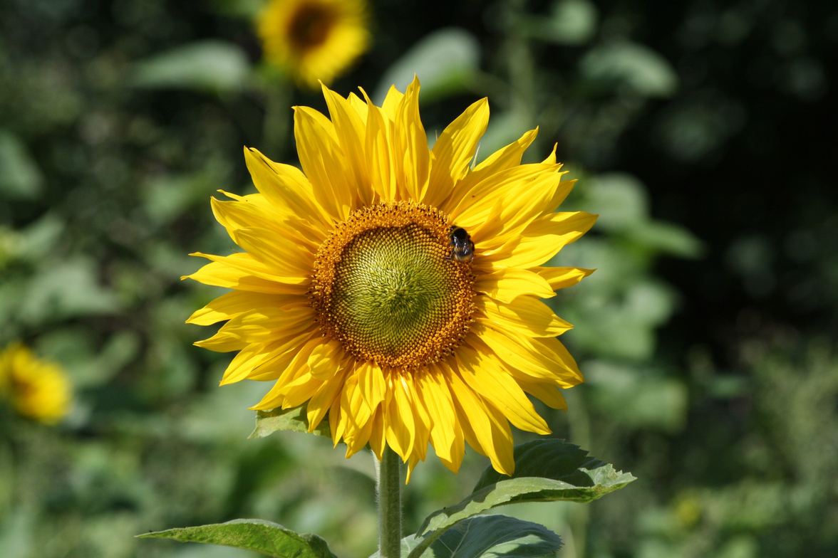 Slideshow image